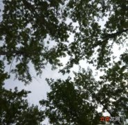 植树节的来历和意义