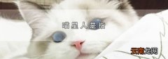 喵星人是指