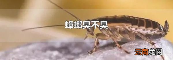 蟑螂臭不臭