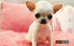 吉娃娃多少钱一条？吉娃娃吃什么？