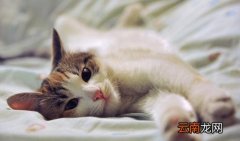 如何照顾好怀孕的猫咪