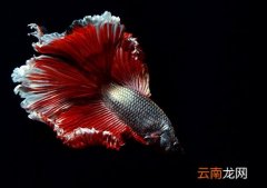泰国斗鱼的品种介绍-泰国斗鱼的鱼缸摆放位置