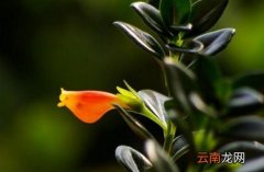 金鱼吊兰什么时候才会开花