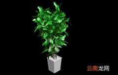 室内观叶植物的常见问题诊治