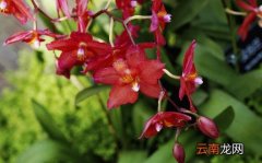 中国兰和热带兰的区别