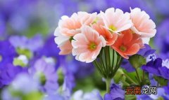 盆栽天竺葵不开花的解决办法