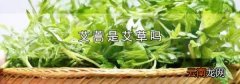 艾蒿是艾草吗
