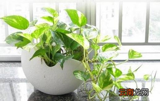绿萝的叶子发黄了怎么办？