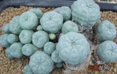 乌羽玉怎么种植？