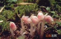 水晶兰怎么养殖？