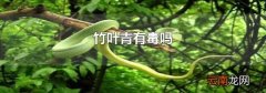 竹叶青有毒吗