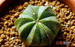 鸾凤玉的养殖方法