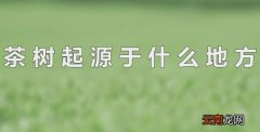 茶树起源于什么地方