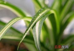 金心吊兰与家居风格的搭配