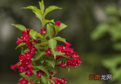 仙人指与家居风格的搭配