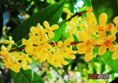 桂花对家居环境的影响