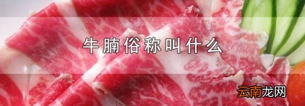 牛腩俗称叫什么