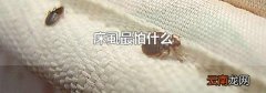 床虱最怕什么