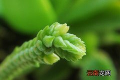 若绿与家居风格的搭配