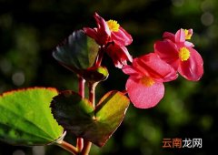 秋海棠与家居风格的搭配