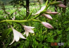 玉簪花的风水学应用