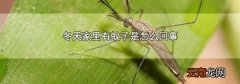 冬天家里有蚊子是怎么回事