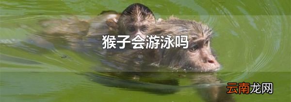猴子会游泳吗