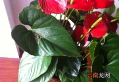 红掌叶子发黄是什么原因？