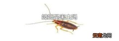 蟑螂是害虫吗