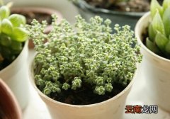 姬星美人与家居风格的搭配