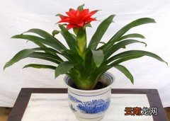 鸿运当头的介绍
