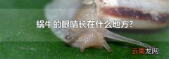 蜗牛的眼睛长在什么地方?