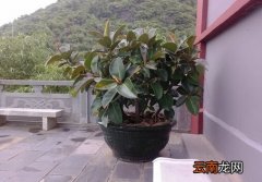 家里有宝宝能养橡皮树吗？