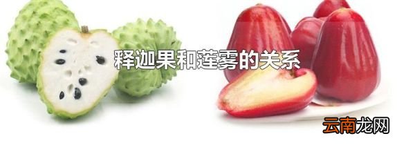 释迦果和莲雾的关系
