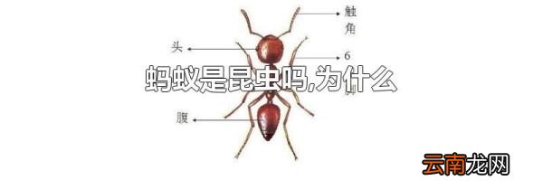 蚂蚁是昆虫吗,为什么