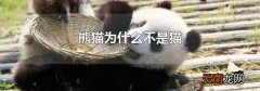 熊猫为什么不是猫