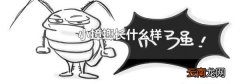 小蟑螂长什么样