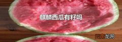 麒麟西瓜有籽吗