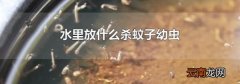 水里放什么杀蚊子幼虫