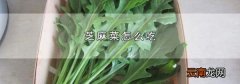 芝麻菜怎么吃