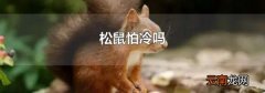 松鼠怕冷吗