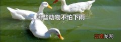 哪些动物不怕下雨