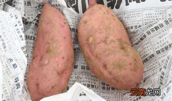 红薯家庭保存方法