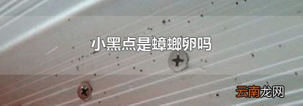 小黑点是蟑螂卵吗