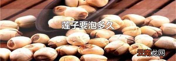 莲子要泡多久