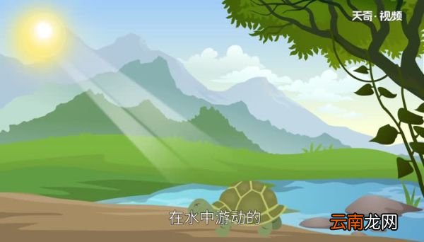 巴西龟能吃吗 巴西龟的肉是否可以食用