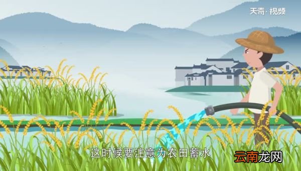 小满吃什么传统食物 小满吃什么